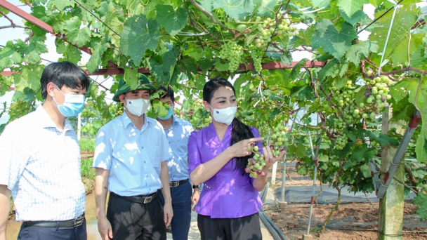 Dấu ấn doanh nghiệp trong phát triển nông nghiệp hữu cơ của Vĩnh Phúc