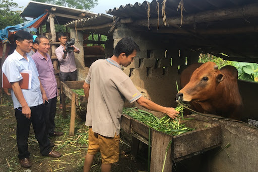 Xây dựng mô hình vỗ béo bò thịt