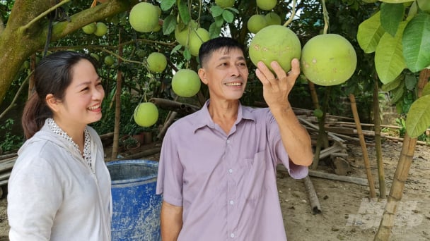 Bưởi Soi Hà đầu ra bấp bênh