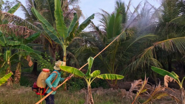 Sâu đầu đen hại dừa