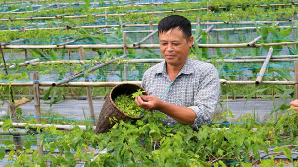 Đồng bào vùng cao trồng hoa để ăn
