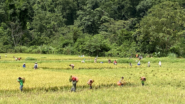 Bản Rục đã ấm no