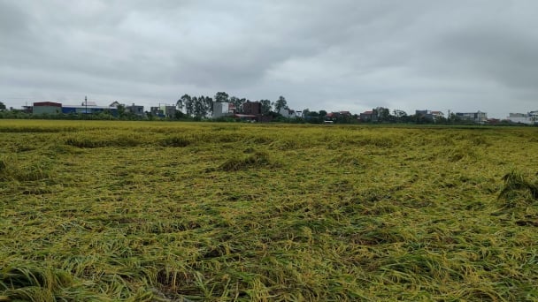 Gần 4.000 ha lúa của Hải Phòng đổ ngã ràn rạt