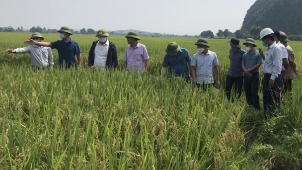 Xã miền núi xứ Thanh làm lúa hàng hóa