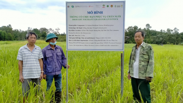 Trồng cỏ, đảm bảo thức ăn cho gia súc mùa nắng hạn