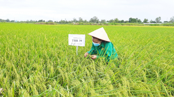 Doseco tiên phong chọn tạo giống lúa thích ứng biến đổi khí hậu