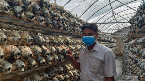 Trầy trật vẫn không bỏ cuộc với nấm hữu cơ