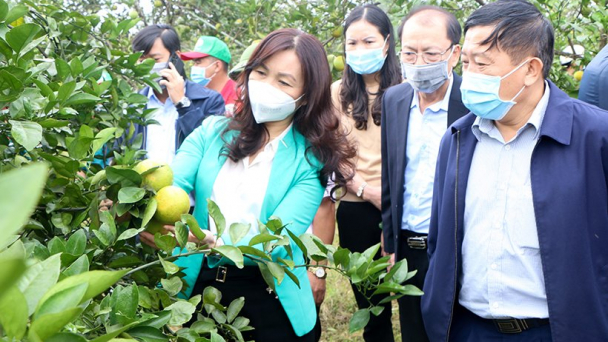 'Hồi sức' đặc sản cam Khe Mây bằng giải pháp hữu cơ