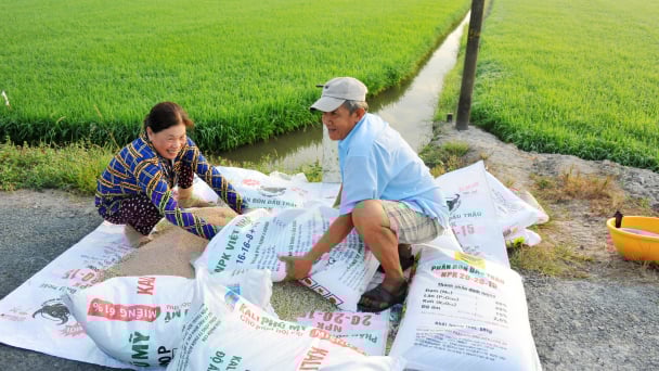 Có cách bón hợp lý, giảm phân bón sẽ vẫn đảm bảo năng suất lúa