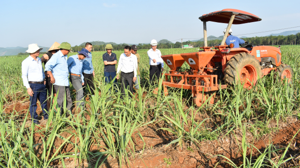 Cùng người trồng mía vượt giai đoạn khó khăn