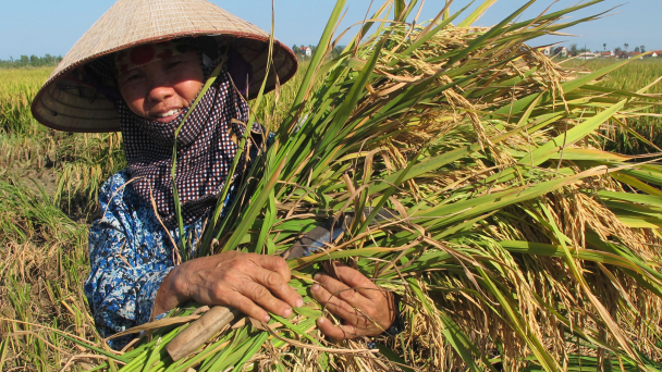 Nông nghiệp Nghệ An chủ động trước đại dịch Covid-19