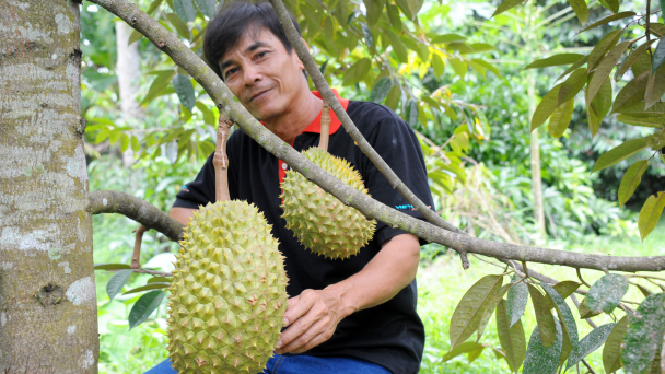 Sử dụng phân sinh học WEHG trồng sầu riêng hữu cơ