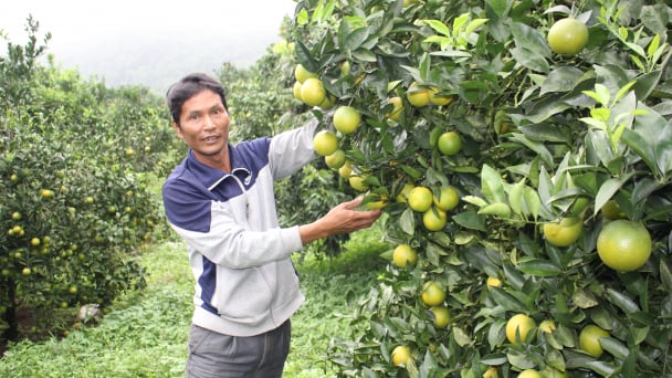 Vựa cam Cao Phong sẵn sàng lên phương án tiêu thụ