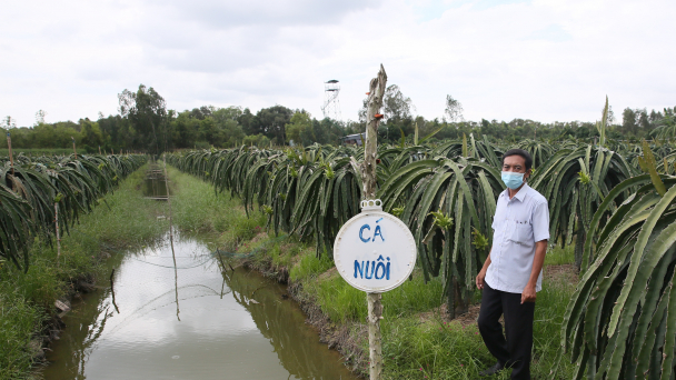 Bí thư Đảng ủy tiên phong bỏ lúa trồng thanh long