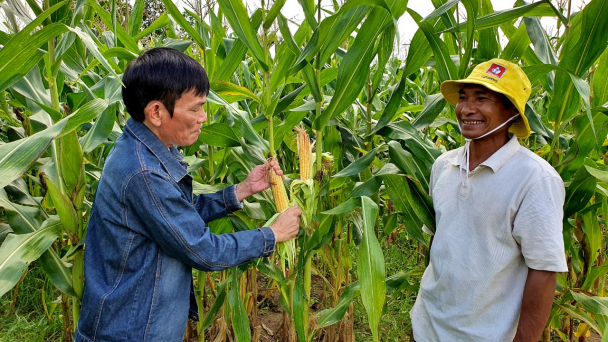 Ngô sinh khối nơi 'chảo lửa' Krông Pa