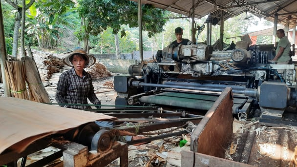 Giàu lên nhờ khai thác chuỗi giá trị rừng trồng