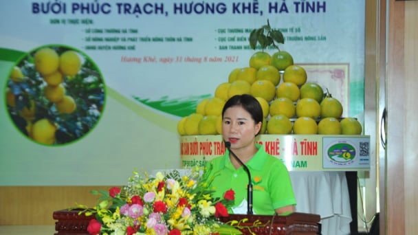 Khai mở thị trường cho bưởi Phúc Trạch