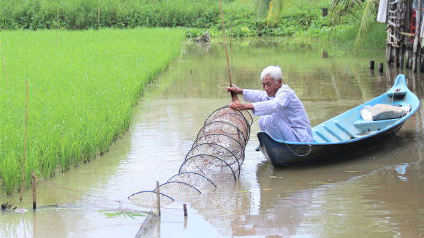 ĐBSCL: Thả tôm trong ruộng lúa hữu cơ, lợi nhuận kép