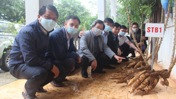 Giống sắn mới STB1