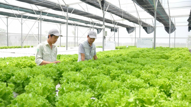 Việt Nam: Phía trước của cường quốc lương thực trong thế kỷ 21