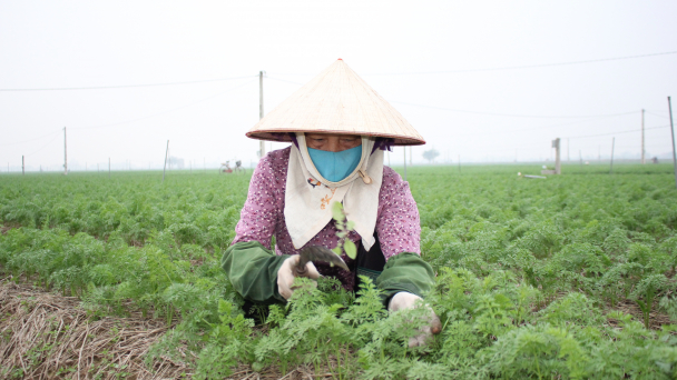 Cà rốt Hải Dương rộng đường xuất ngoại