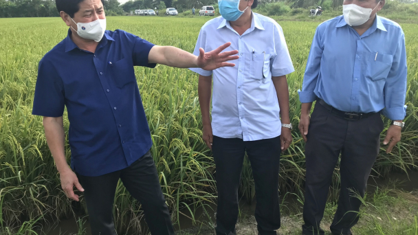 Xuống giống lúa đông xuân dứt điểm trong tháng 12