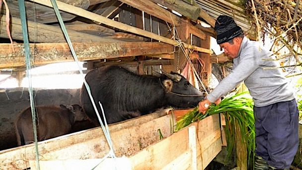 Chống đói rét, quản lý đàn gia súc di cư mùa đông