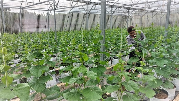 Khuyến nông liên kết triển khai mô hình ứng dụng khoa học công nghệ