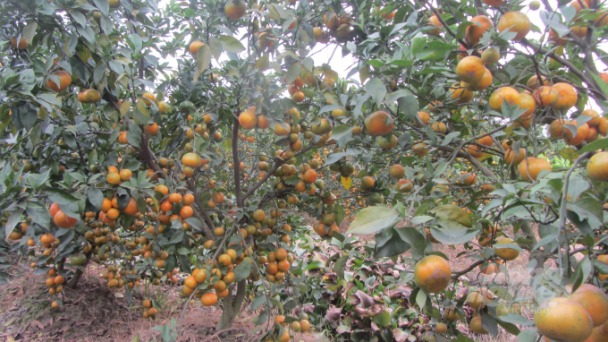 'Phù thủy' cam đất Hưng Yên
