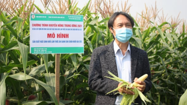 Giống ngô sinh khối VN172 tốt bời bời trên chân đất 2 vụ lúa