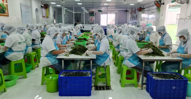 Doanh nghiệp trồng rong nho xuất khẩu lớn nhất Việt Nam