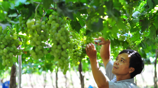 Nông nghiệp Ninh Thuận tạo kỳ tích