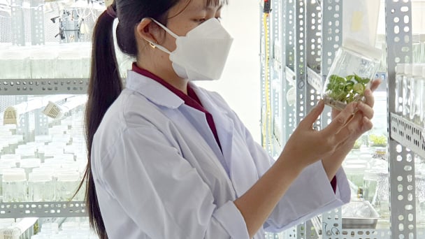 'Thay máu' giống cây trồng bằng giống nuôi cấy mô
