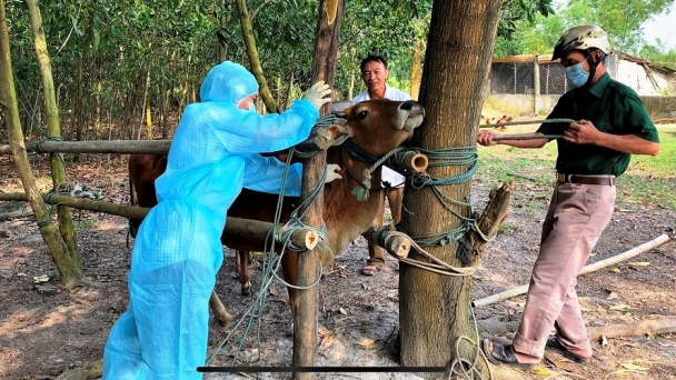 Quảng Bình công bố hết dịch bệnh viêm da nổi cục trâu bò