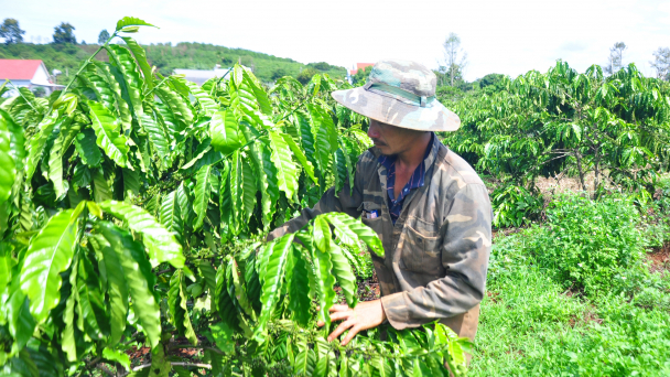Tái canh cà phê, hiệu quả từ nguồn vốn tín dụng VnSAT