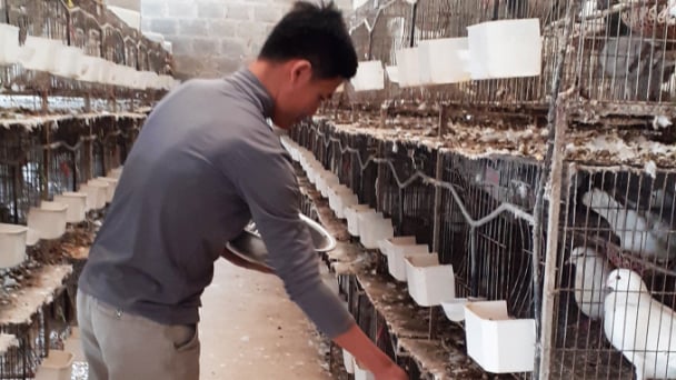 Tìm được 'bến đỗ' với nghề nông với chim bồ câu Pháp