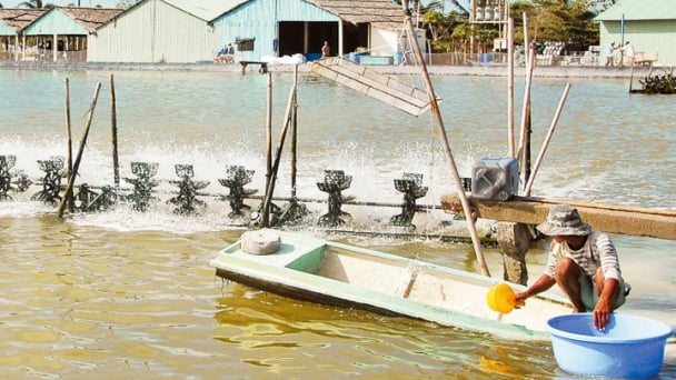 Đa lợi ích chế phẩm vi sinh cho nuôi tôm