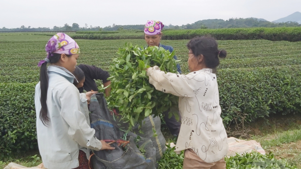 Công ty chè Nghệ An Đại hội cổ đông lần 1: Liệu có thay đổi?