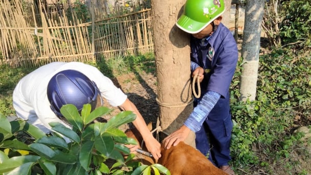 Thú y cấp xã 7 tháng không có phụ cấp