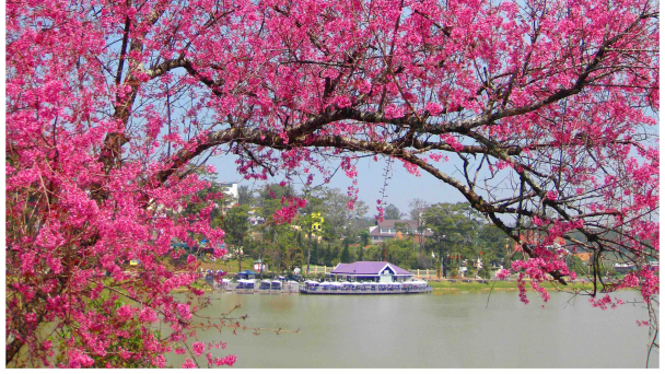 Đà Lạt đẹp nao lòng mùa hoa anh đào