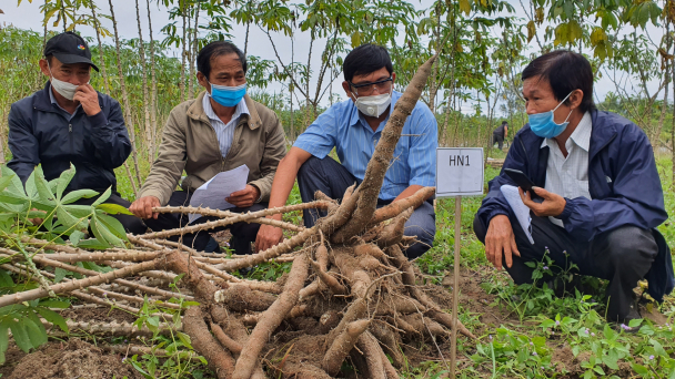 Khảo nghiệm nhiều giống sắn kháng bệnh khảm lá