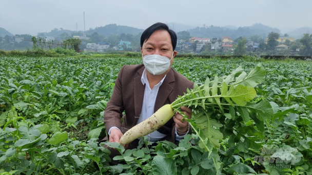 Xín Mần trồng rau xuất khẩu sang Nhật