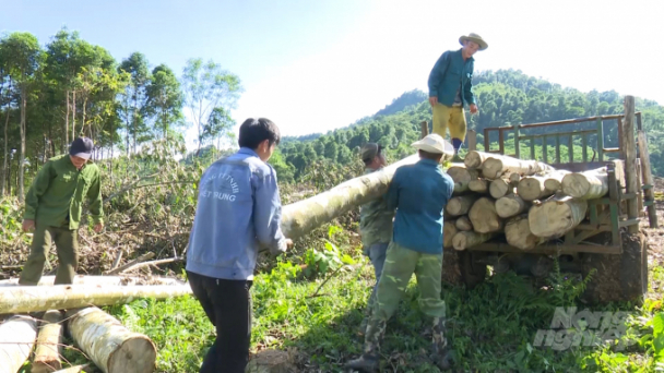 Rừng xanh đã trở thành vàng