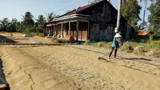 Nghịch lý lúa được mùa, được giá, nhưng lợi nhuận thấp