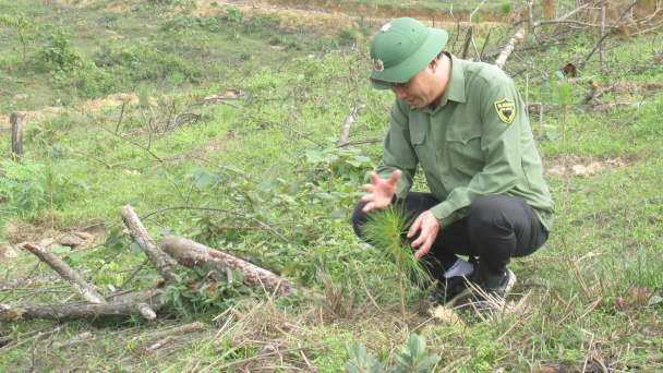 Hà Tĩnh phấn đấu trồng gần 1 triệu cây phân tán