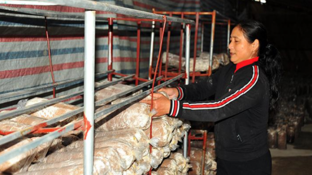 Tận dụng phụ phẩm trồng nấm, tạo việc làm cho hàng chục hộ dân