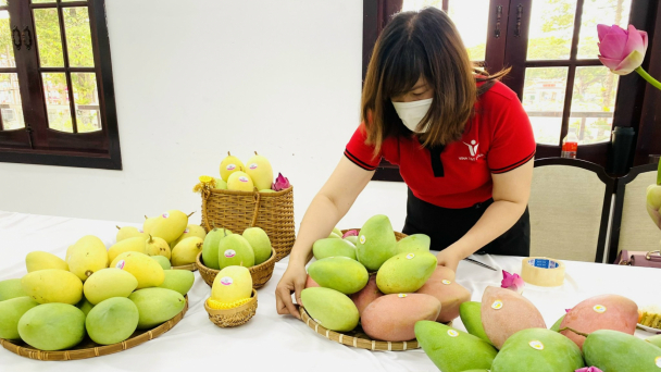 Xuất khẩu lô xoài đầu năm của Đồng Tháp sang Châu Âu