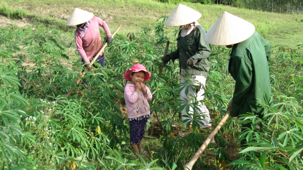 Phập phù cây sắn