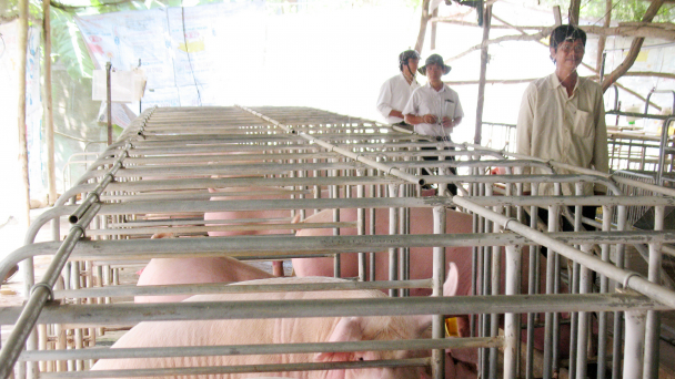 Đề xuất đầu tư trang trại nuôi heo kết hợp điện mặt trời