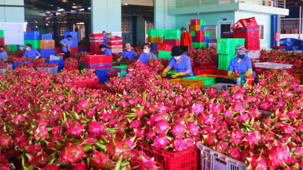 Quản chặt mã số vùng trồng, cơ sở đóng gói thanh long
